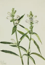 Turtlehead Chelone glabra, 1926.