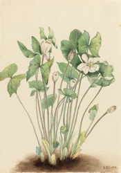 Tvåblad (Jeffersonia diphylla)