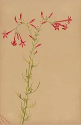 Utan titel--Blomststudie