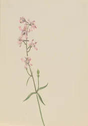 Utan titel--Blomststudie