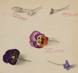 Untitled--Flower Study, 1873.