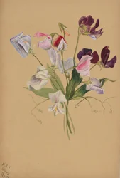 Untitled--Flower Study, 1886.