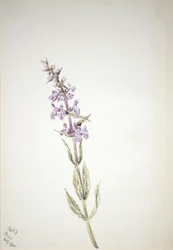 Untitled--Flower Study, 1900.