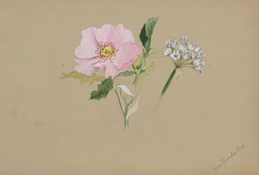 Untitled--Flower Study, ca. 1876-1878.