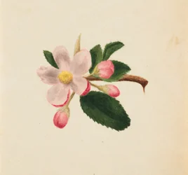 Untitled--Flower Study, ca. 1876.