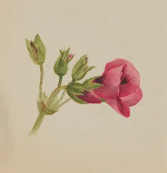 Untitled--Flower Study, ca. 1876.