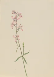 Untitled--Flower Study, ca. 1900-1930.