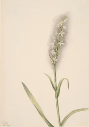 Untitled--Plant Study, 1904.