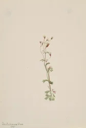 Untitled--Plant Study, 1905.
