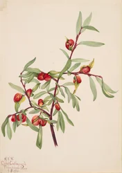 Untitled--Plant Study, 1921.