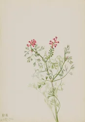 Untitled--Plant Study, 1922.