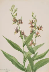 Untitled--Plant Study, 1929.