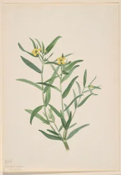 Utan titel (studie av blommor)