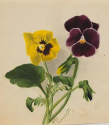 Utan titel (penséer)