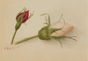 Utan titel (Rosenknoppar)