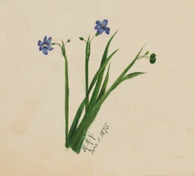 Utan titel, 1875.