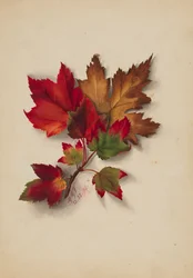 Utan titel höstlöv, 1874.