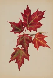 Utan titel höstlöv, 1877.