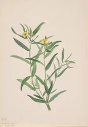 Untitled Flower Study, 1923.