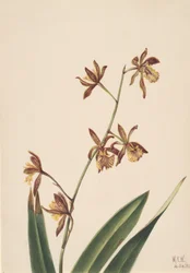 Untitled Flower Study, 1924.