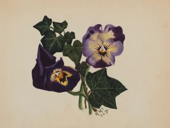 Utan titel Penséer och murgröna, 1876.
