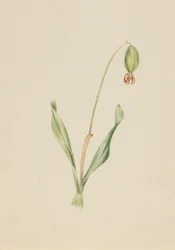 Untitled Plant Study, ca. tidigt 1930-tal.