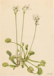 Venus flugfälla Dionaea muscipula, 1918.