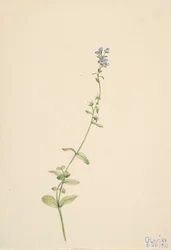 Veronica serpyllifolia, 1911.