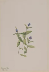 Veronica ormskjoldii