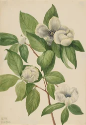 Stewartia från Virginia (Stewartia malachodendron)