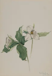 Väckarklocka (Trillium grandiflorum)