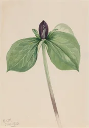 Vaken rödhake (Trillium sessile)