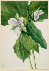 Vakna rödhake (Trillium-liknelse)