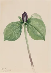 Wake-Robin Trillium fastsittande, 1920.