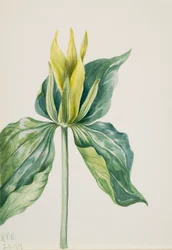 Wake-Robin Trillium underwoodii, 1937.
