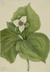 Wax Trillium (album av Trillium)
