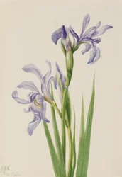 Västlig blå flagga (Iris missouriensis)