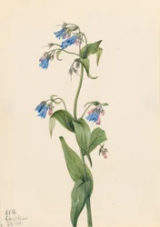 Blåklockor (Mertensia paniculata)