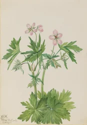 Västra Cranesbill Geranium viscosissimum, 1925.