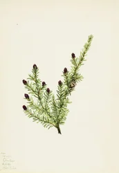 Western Hemlock (Tsuga heterophylla)