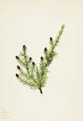 Western Hemlock Tsuga heterophylla, 1924.