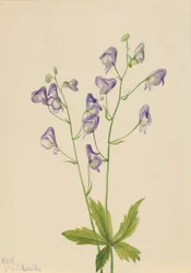 Västlig monke (Aconitum columbianum)