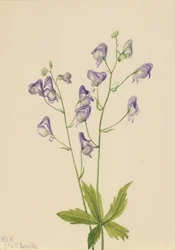 Western Monkshood Columbian Aconite, 1933.