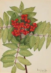 Västerländsk bergaska (Sorbus sambucifolia)