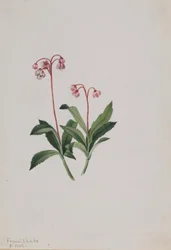 Västlig pipsissewa (Chimaphila umbellata)