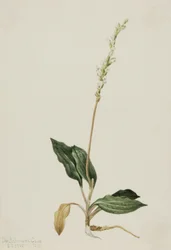 Skallerormsplantan (Peranium decipiens)