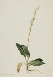 Western Rattlesnake som bedrar Groblad Peranium, 1905.