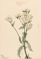 Rölleka (Achillea lanulosa)