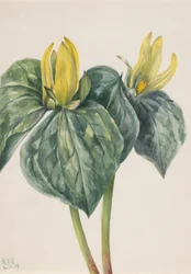 Trillium hugeri, blomma för whippoorwill