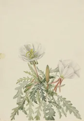 Vit daggkåpa (Pachyloplus marginatus)